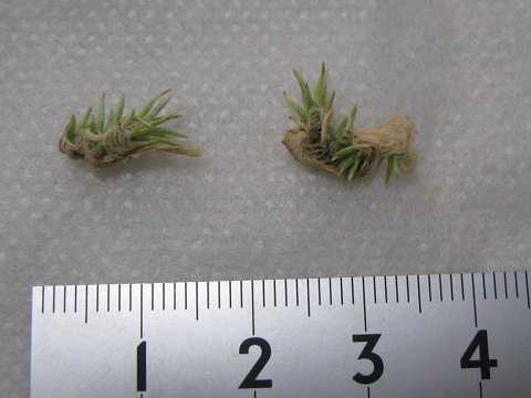 Tillandsia andreana