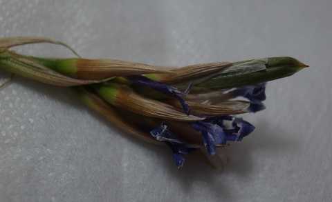 ティランジア アラウジェイ 栽培品種 グリーンスター