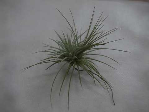 Tillandsia argentea