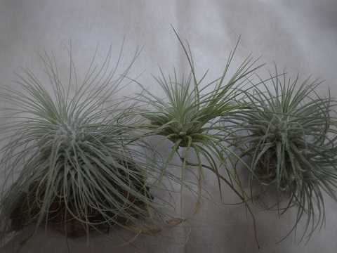 Tillandsia argentea