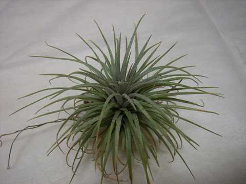 Tillandsia argentea