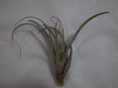 Tillandsia atroviolacea