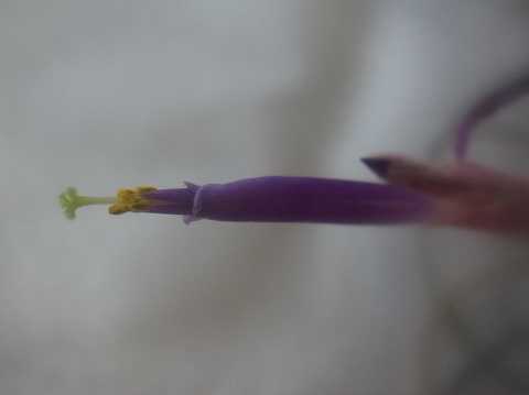 Tillandsia baileyi