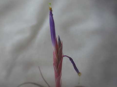 Tillandsia baileyi