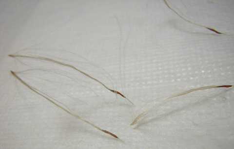 Tillandsia balbisiana