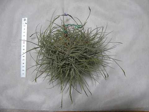 Tillandsia bandensis