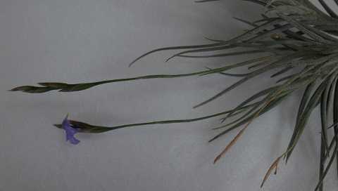 Tillandsia bandensis