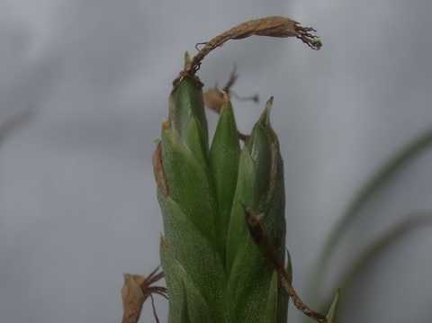 Tillandsia belloensis