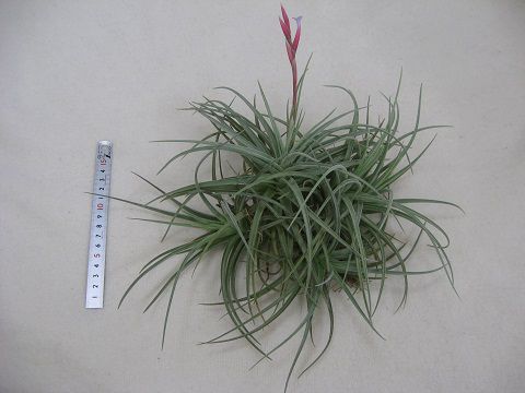Tillandsia bermejoensis Blue flower