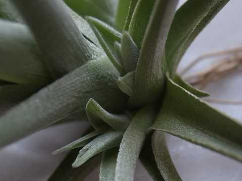 Tillandsia bermejoensis Blue flower