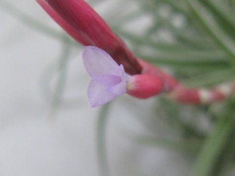 Tillandsia bermejoensis Blue flower