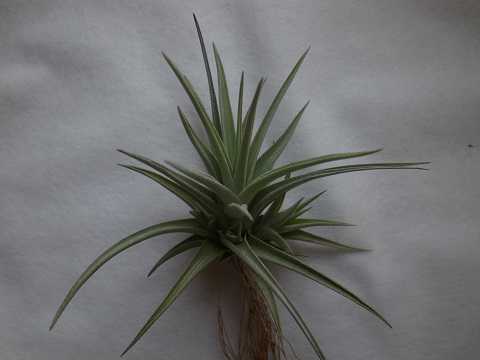 Tillandsia bermejoensis Blue flower