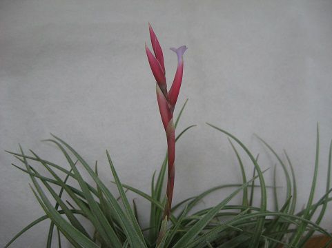 Tillandsia bermejoensis Blue flower