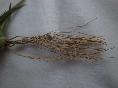 Tillandsia bermejoensis Blue flower