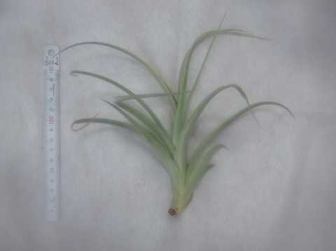 Tillandsia boliviensis