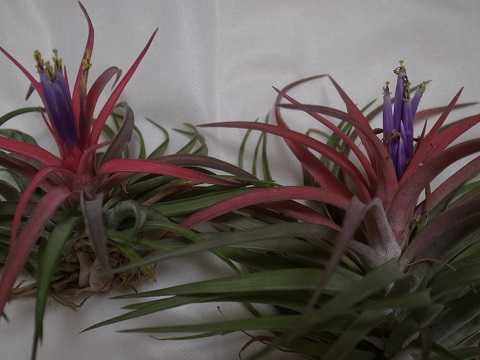 Tillandsia brachycaulos