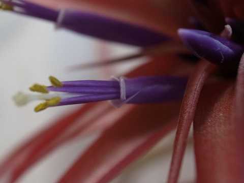 Tillandsia capitata