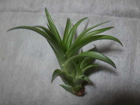 Tillandsia capitata