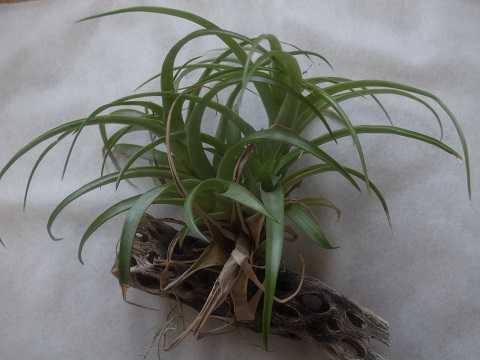 Tillandsia capitata