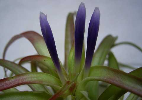 Tillandsia capitata