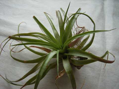 Tillandsia capitata