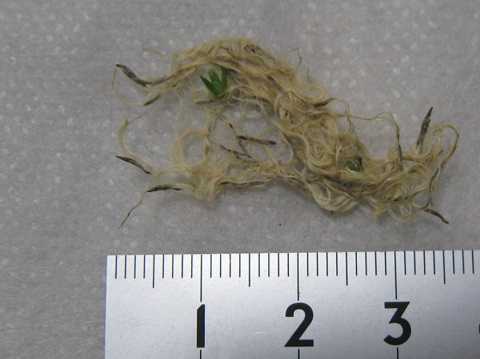 Tillandsia capitata 'Red'