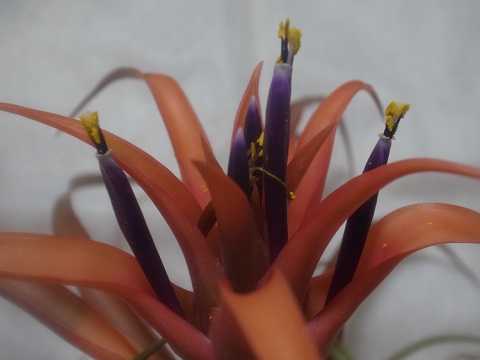 Tillandsia capitata 'Red'