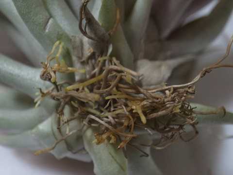 ティランジア カピタータ 栽培品種 レッド