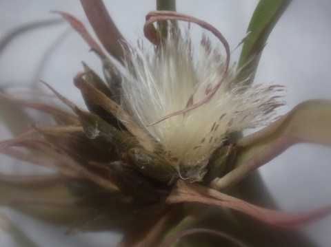 Tillandsia capitata 'Red'