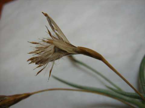 Tillandsia castellanii