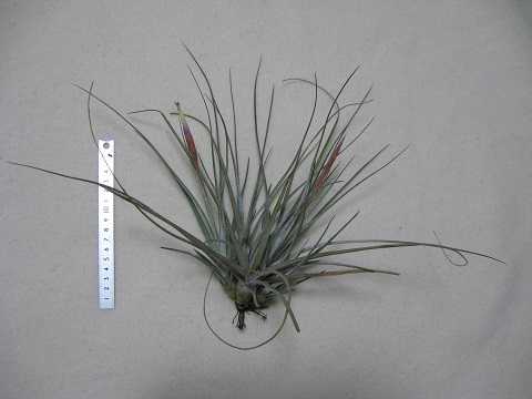 Tillandsia chapalillaensis