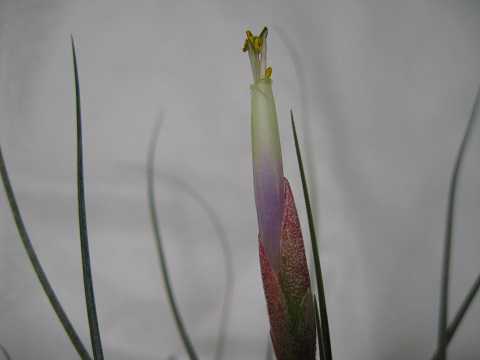 Tillandsia chapalillaensis