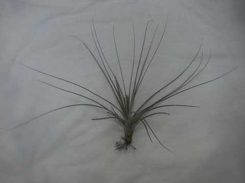 Tillandsia chapalillaensis