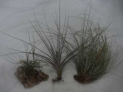 Tillandsia chapalillaensis