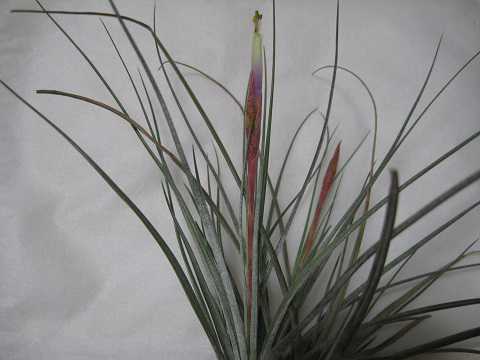 Tillandsia chapalillaensis