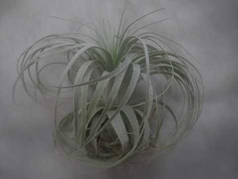 Tillandsia chapeuensis var. turriformis