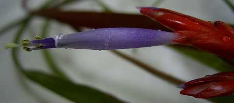 Tillandsia chlorophylla