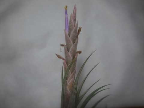 Tillandsia circinnatoides