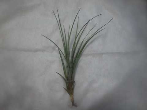 Tillandsia chapalillaensis