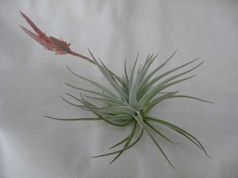 Tillandsia didisticha