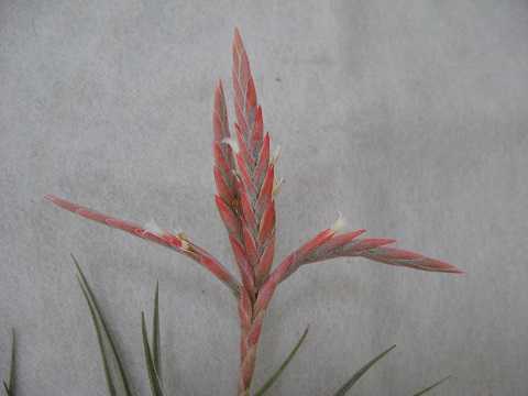 Tillandsia comarapaensis