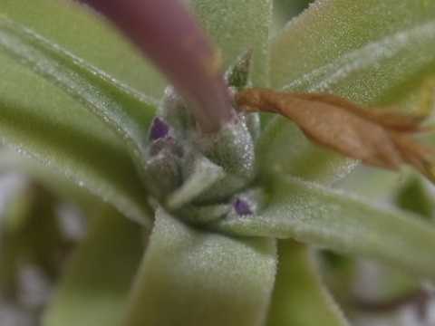 Tillandsia diguetii