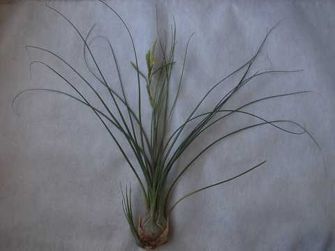 Tillandsia disticha