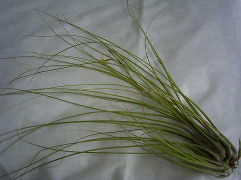 Tillandsia disticha