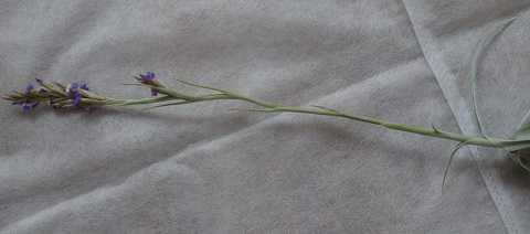 Tillandsia duratii