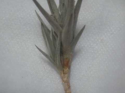 Tillandsia erecta