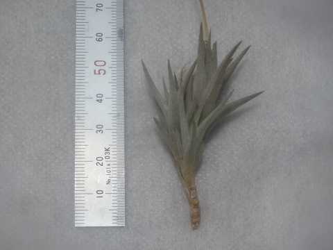 Tillandsia erecta