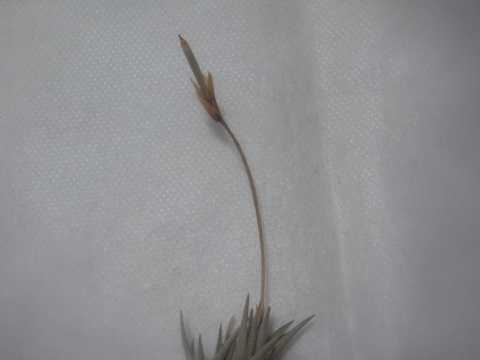 Tillandsia erecta