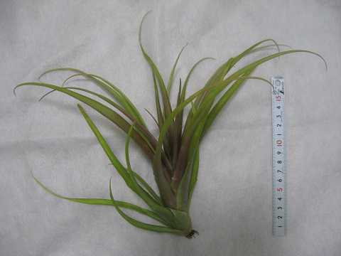 Tillandsia flabellata 'Red'