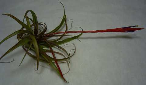 Tillandsia flabellata 'Red'